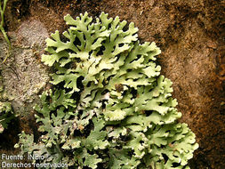 Image of Casarett's shield lichen