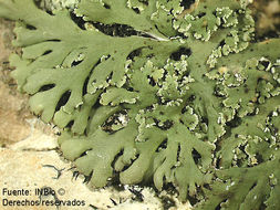 Image of shield lichen