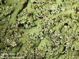 Image of shield lichen