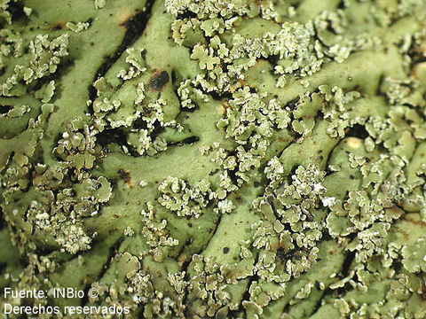 Image of shield lichen