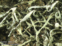 Image of <i>Heterodermia leucomela</i>
