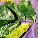 Image of Guatteria amplifolia Triana & Planch.