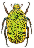 Imagem de Hadrosticta viridiflua Kraatz 1892