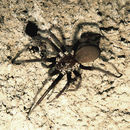 Image of Southern House Spider