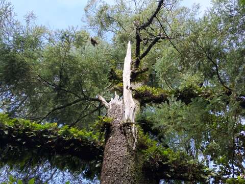 Image of Abies guatemalensis var. jaliscana Martínez