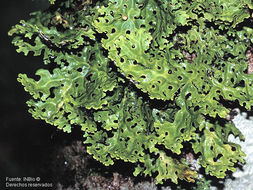 Слика од <i>Lobaria subdissecta</i> (Nyl.) Vain.