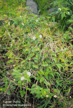 Image of velvet shrubverbena