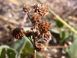 Plancia ëd Lippia myriocephala Schltdl. & Cham.