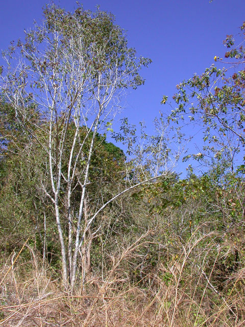 Plancia ëd Lippia myriocephala Schltdl. & Cham.