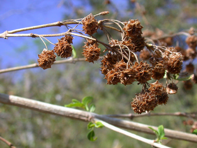 Plancia ëd Lippia myriocephala Schltdl. & Cham.