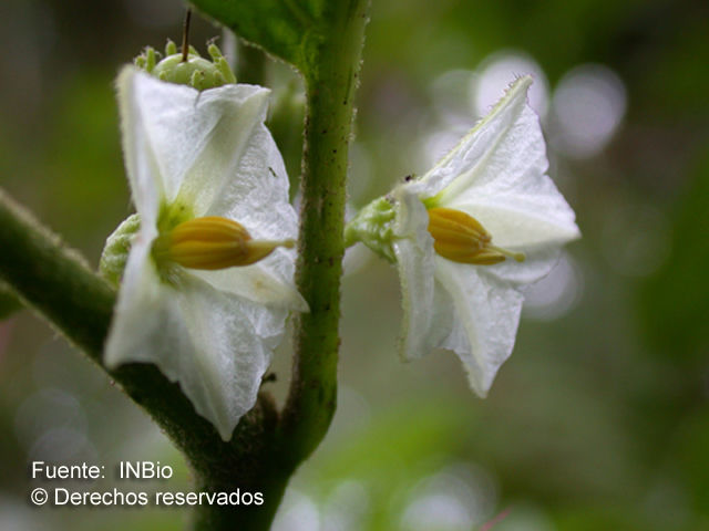 Image of Lycianthes multiflora Bitter