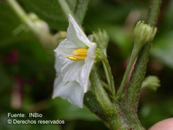 Image of Lycianthes multiflora Bitter