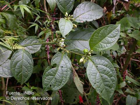 Image of Lycianthes multiflora Bitter