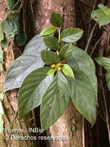 Image of Lycianthes sanctaeclarae (Greenman) W. G. D' Arcy