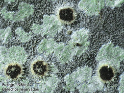 Image of <i>Lasioloma arachnoideum</i> (Kremp.) R. Sant.