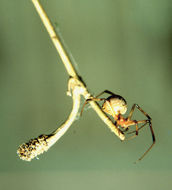 Image de Latrodectus geometricus C. L. Koch 1841