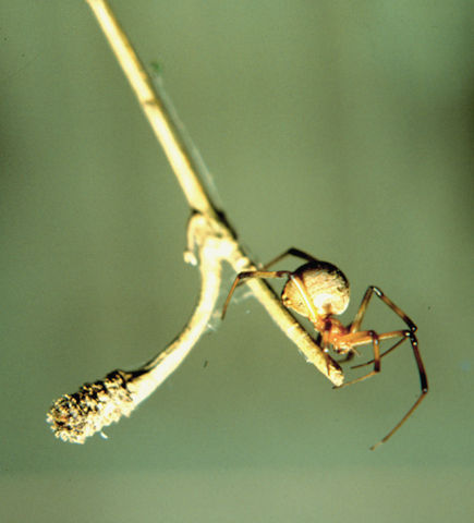 Image of brown button spider