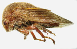 Image of Metcalfiella costaricensis McKamey