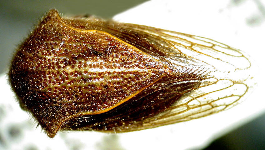 Image of Metcalfiella costaricensis McKamey