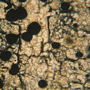 Image of blood lichen