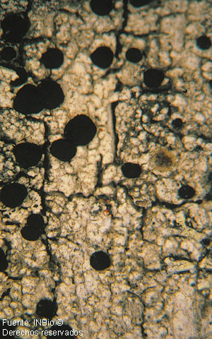 Image of blood lichen