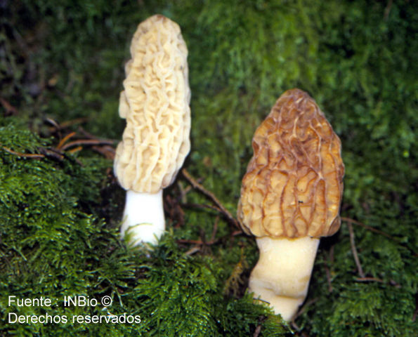 Plancia ëd Morchella esculenta (L.) Pers. 1801