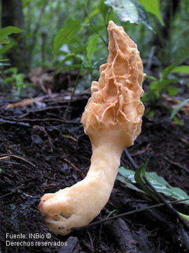 Image of <i>Morchella conica</i>