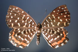 Image of Napaea eucharila Bates 1867