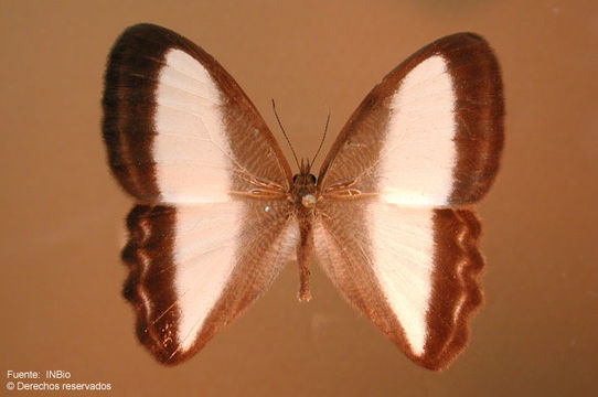 Image de Oressinoma typhla Doubleday (1849)