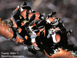 Image of Swiss kidney lichen