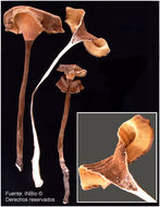 Image of <i>Panus fulvus</i> (Berk.) Pegler & Rayner