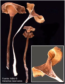 Image of <i>Panus fulvus</i> (Berk.) Pegler & Rayner