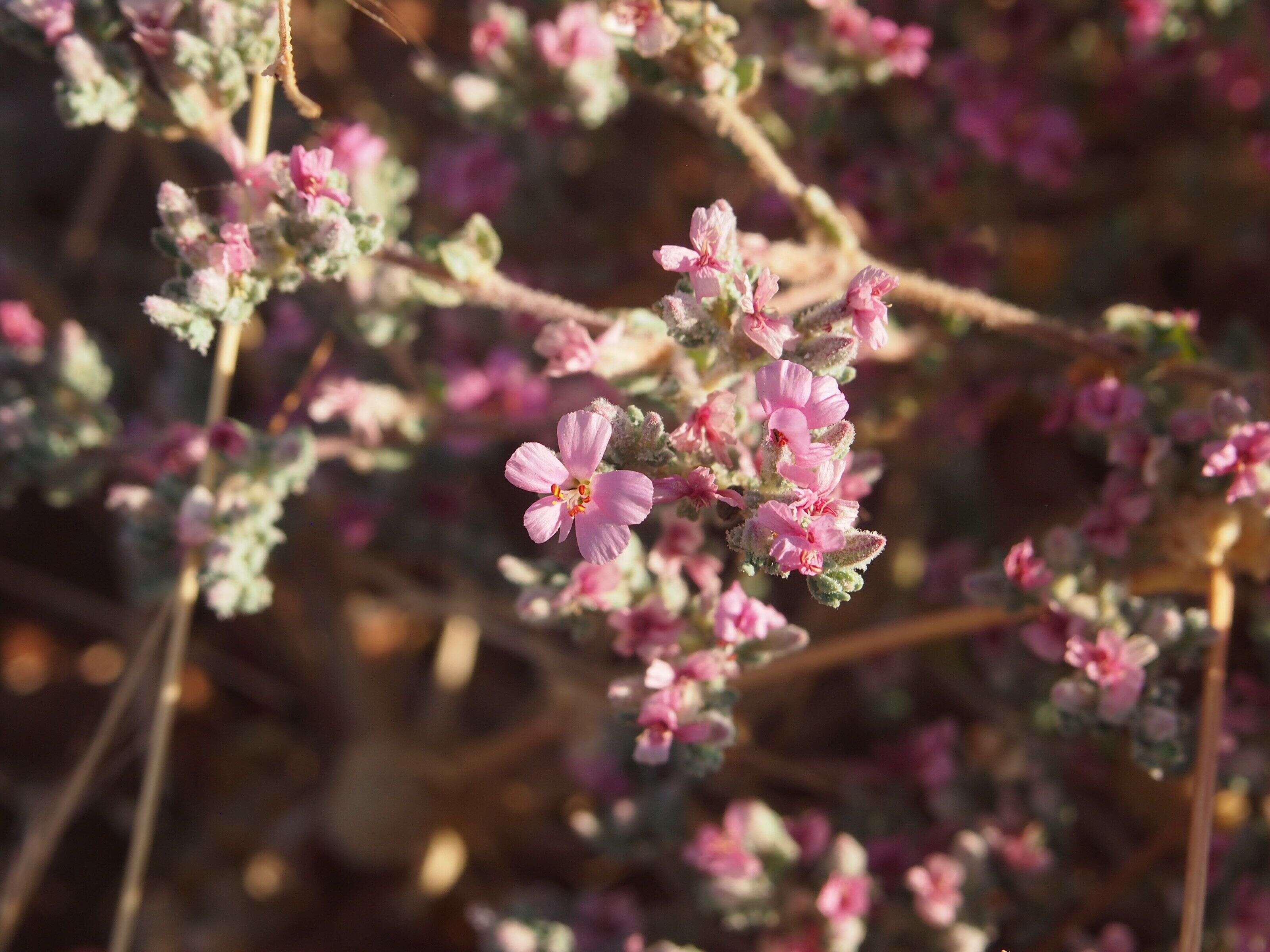 Image of Frankenia serpyllifolia Lindley