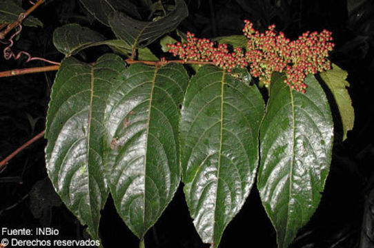 Image of Perrottetia longistylis Rose