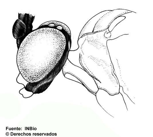 Image of Polycyrtus ornatifrons Cushman 1931