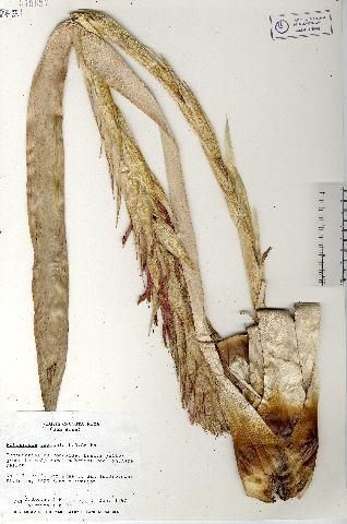 Image of Pitcairnia saxicola L. B. Sm.