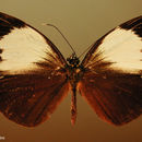Image of <i>Pieriballia viardi noctipennis</i>