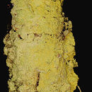 Image of <i>Psilolechia lucida</i> (Ach.) M. Choisy