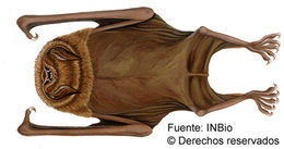 Image of mustached bat