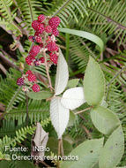 Image de Rubus urticifolius Poir.