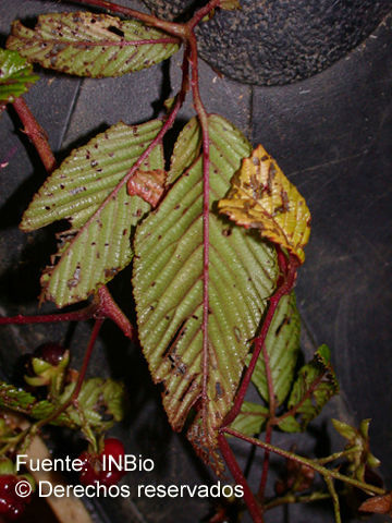 Image of <i>Rubus humistratus</i> Steud. 1927