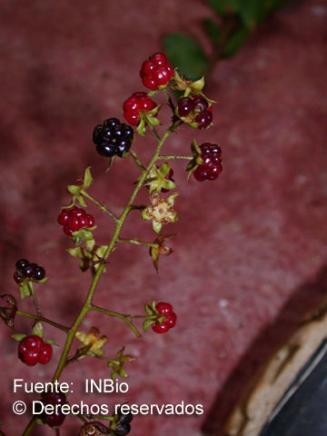 Image of <i>Rubus humistratus</i> Steud. 1927