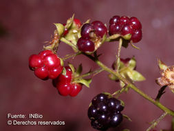 Image of <i>Rubus humistratus</i> Steud. 1927