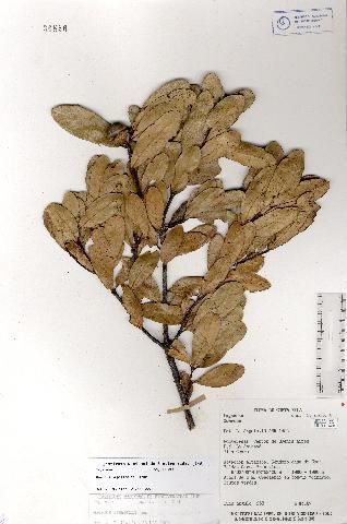 Image of Quercus sapotifolia Liebm.