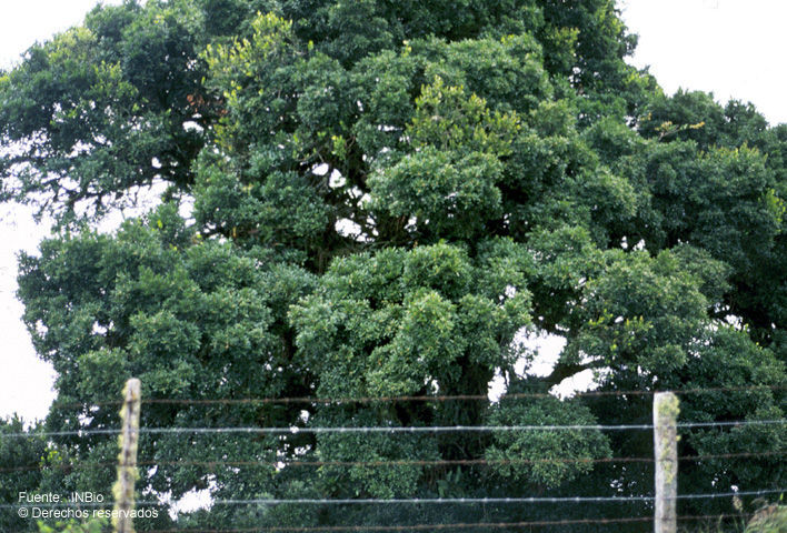 Quercus seemannii Liebm.的圖片