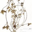 Image of Ranunculus geranioides Kunth