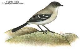 Image of Serpophaga Gould 1839