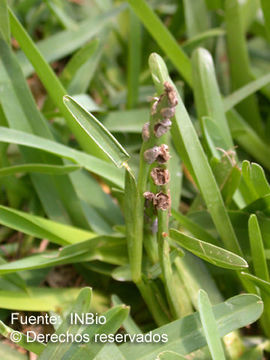 Image of St. Augustine grass