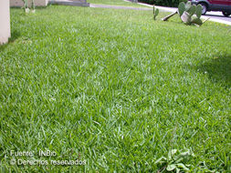 Image of St. Augustine grass