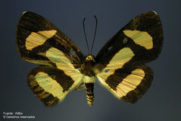 Image of Symmachia tricolor hedemanni Felder 1869